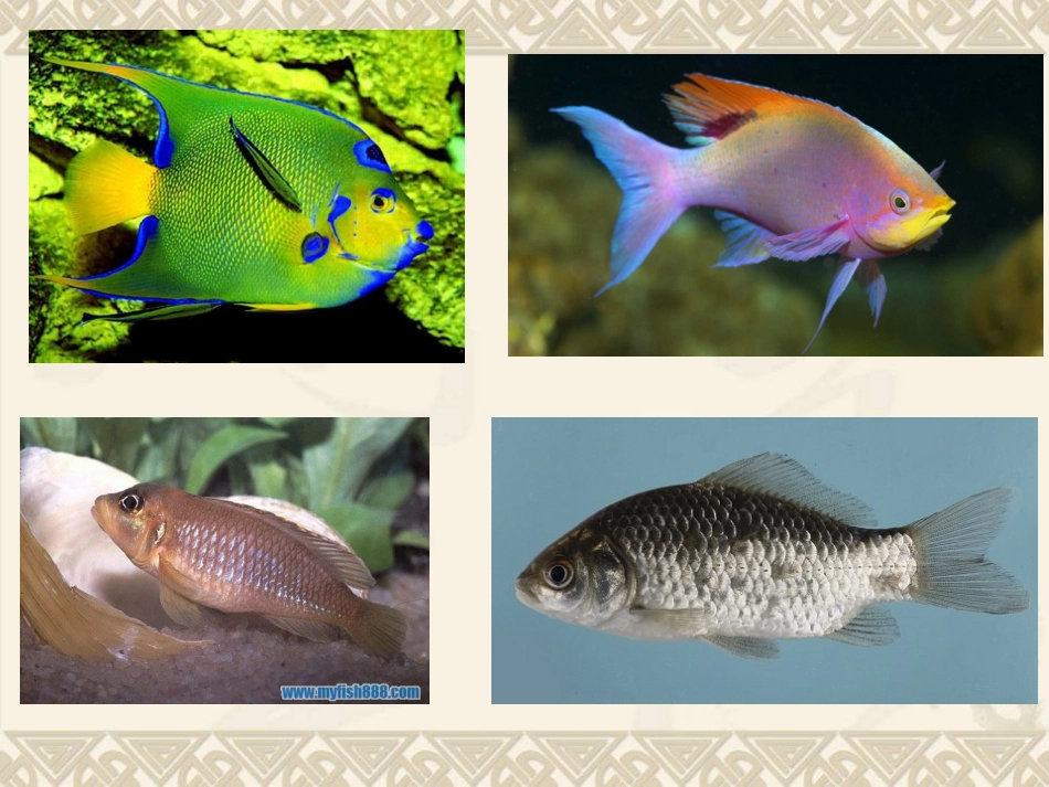 2014一年级美术下册-热带鱼乐园课件-浙美版_第3页