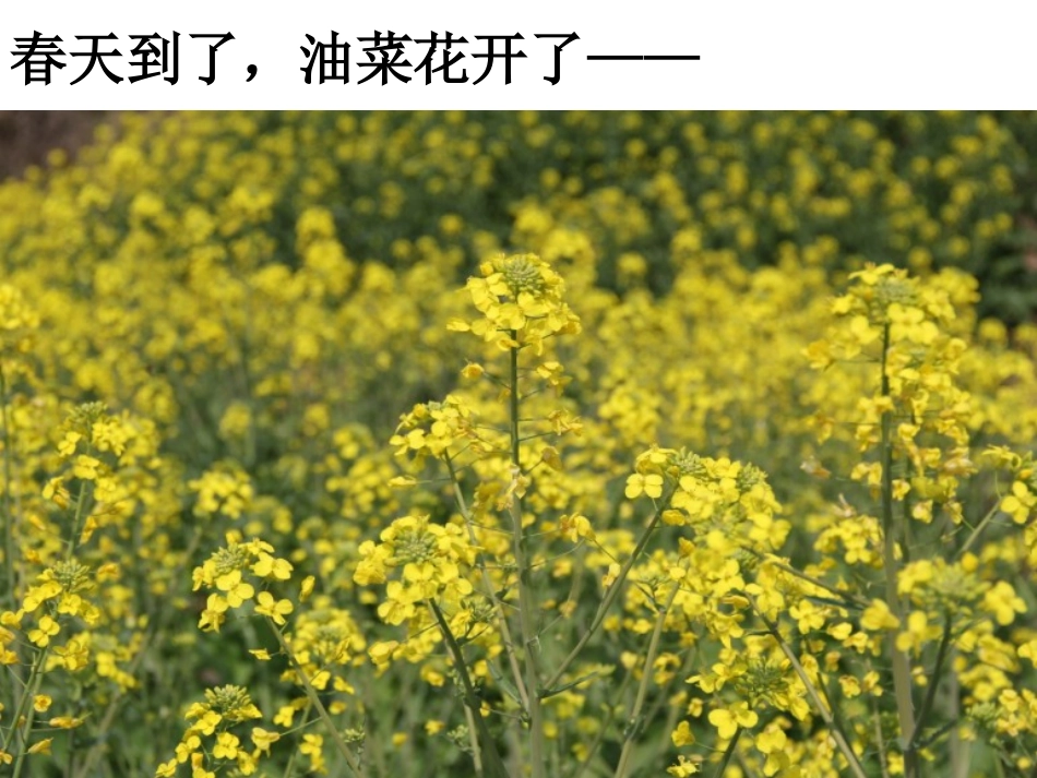 四下二1油菜花开了陈建秋 (2)_第2页