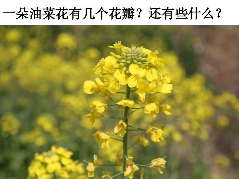 四下二1油菜花开了陈建秋 (2)_第3页