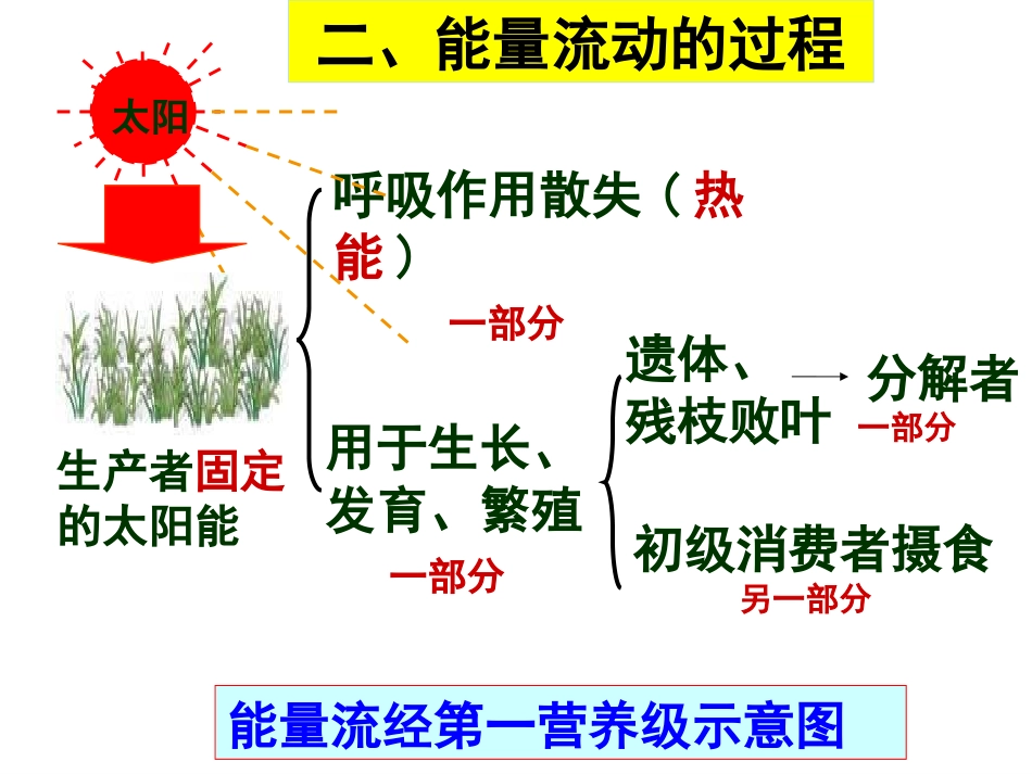 一轮复习——能量流动和物质循环_第3页