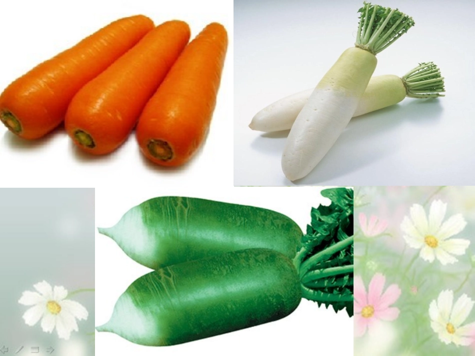 小班科学活动《认识萝卜》_第3页