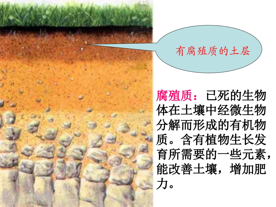 土壤中有什么 (2)_第3页