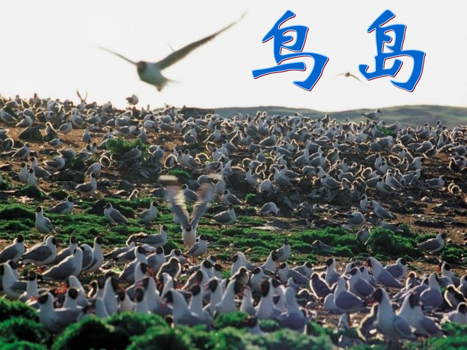 《鸟岛》课件2_第1页