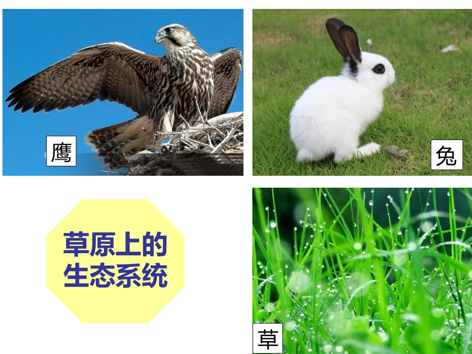 维护生态平衡。_第3页