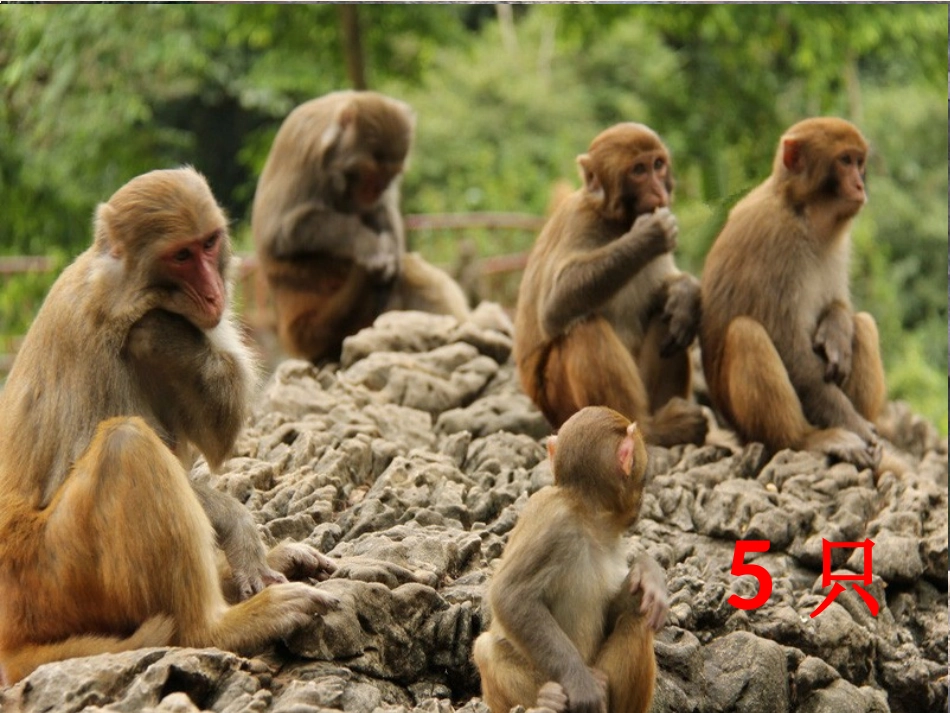 人教版一年级数学上册《0的认识》_第2页