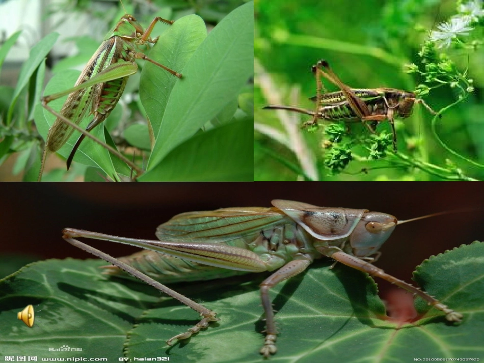 课件_《蚂蚁和蝈蝈》_一年级语文-张俊红_第2页