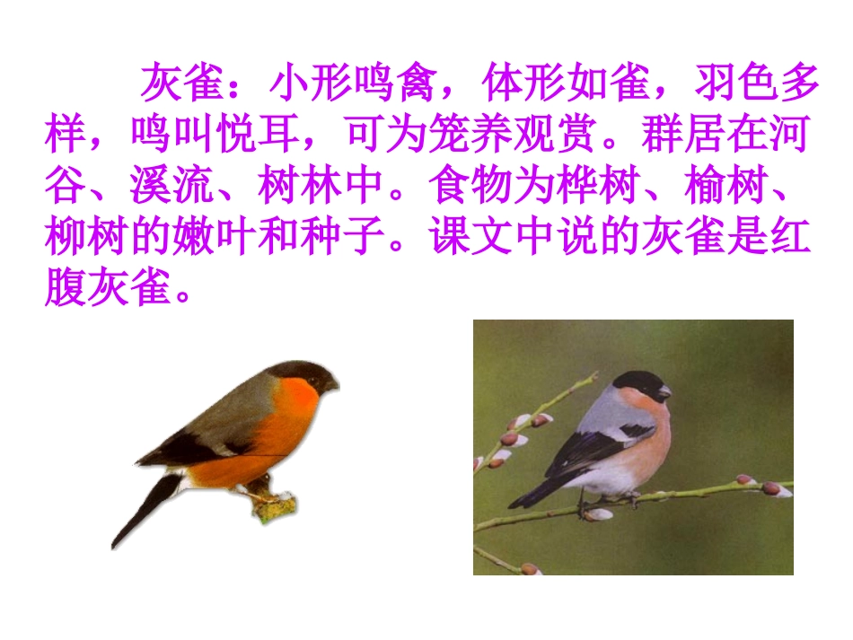 灰雀PPT课件课时_第2页