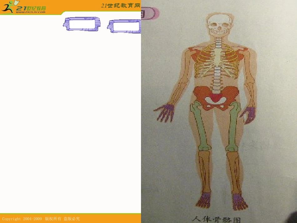 骨骼关节和肌肉果果_第2页