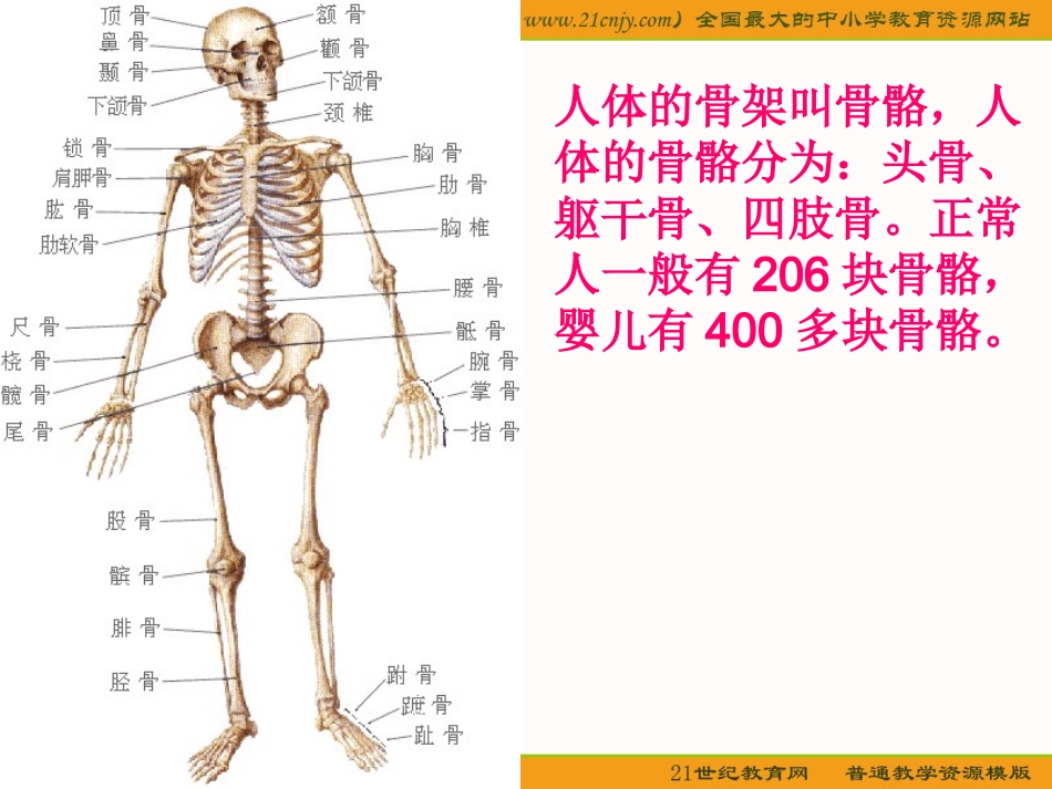 骨骼关节和肌肉果果_第3页