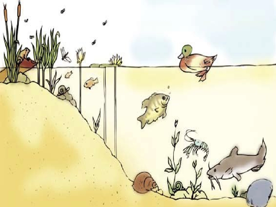 做一个生态瓶_第2页