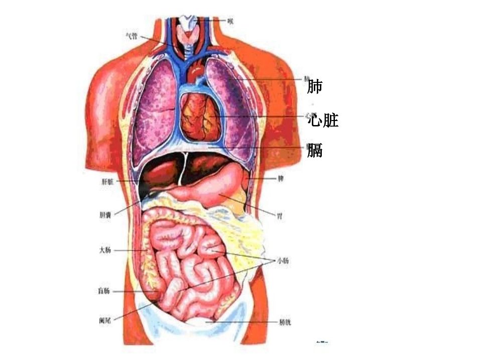 第二节发生在肺内的气体交换2_第2页