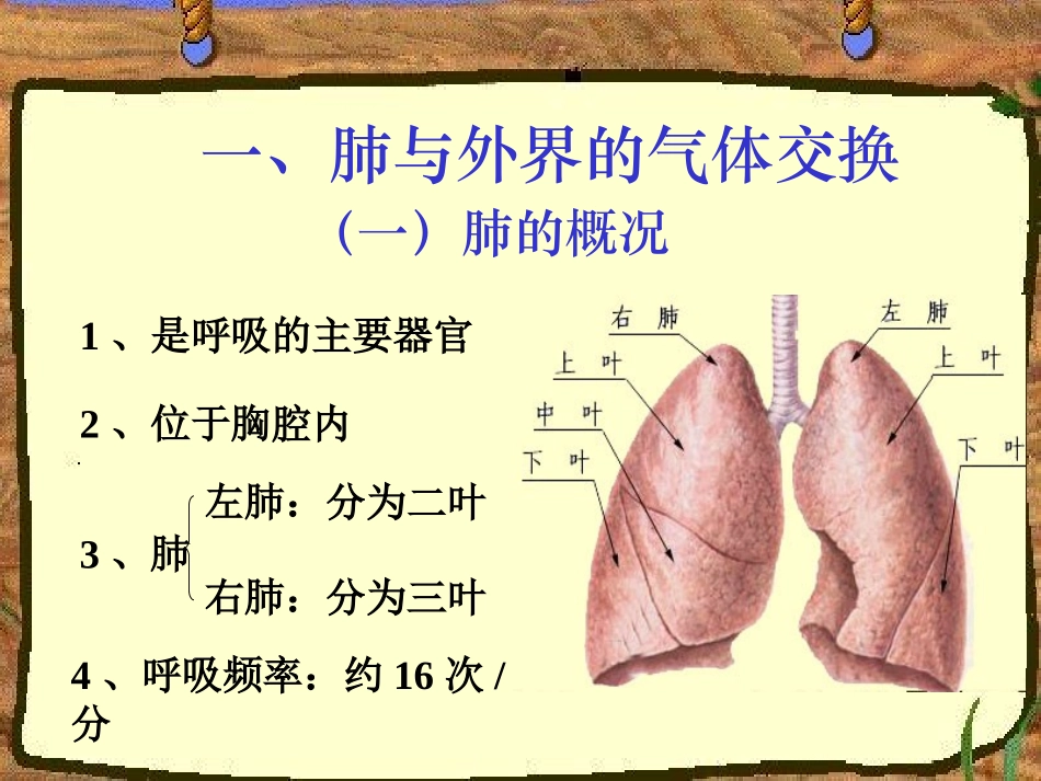 第二节发生在肺内的气体交换2_第3页