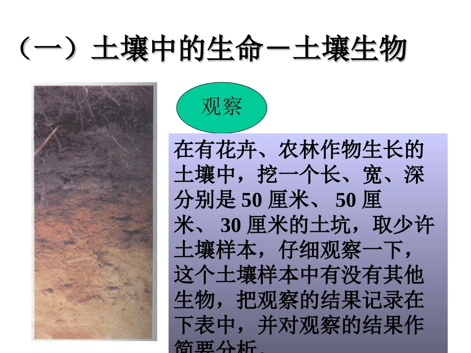 土壤中有什么 (3)_第3页