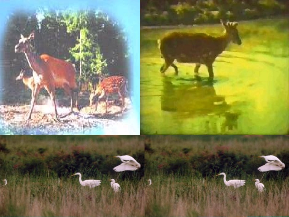 美丽的小兴安岭 ()_第2页