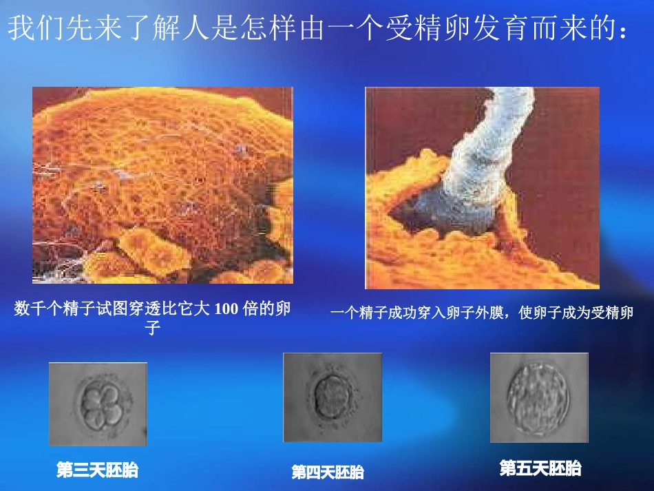 《动物体的结构层次》课件2_第3页