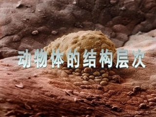 《动物体的结构层次》课件2