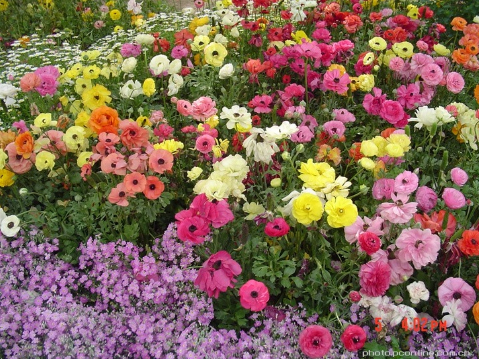 江畔独步寻花_第3页