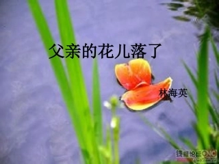 爸爸的花儿落了