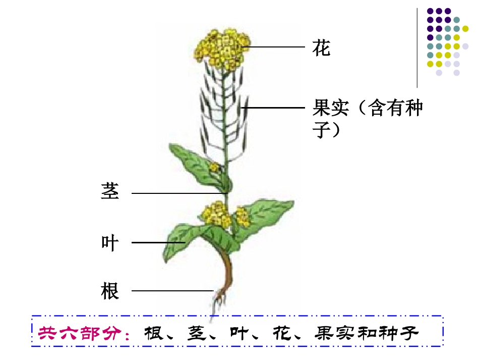 _油菜花开了_第3页