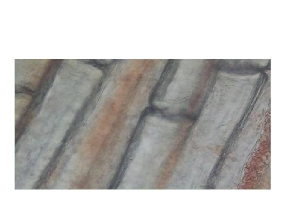 第二节血流的管道_第3页