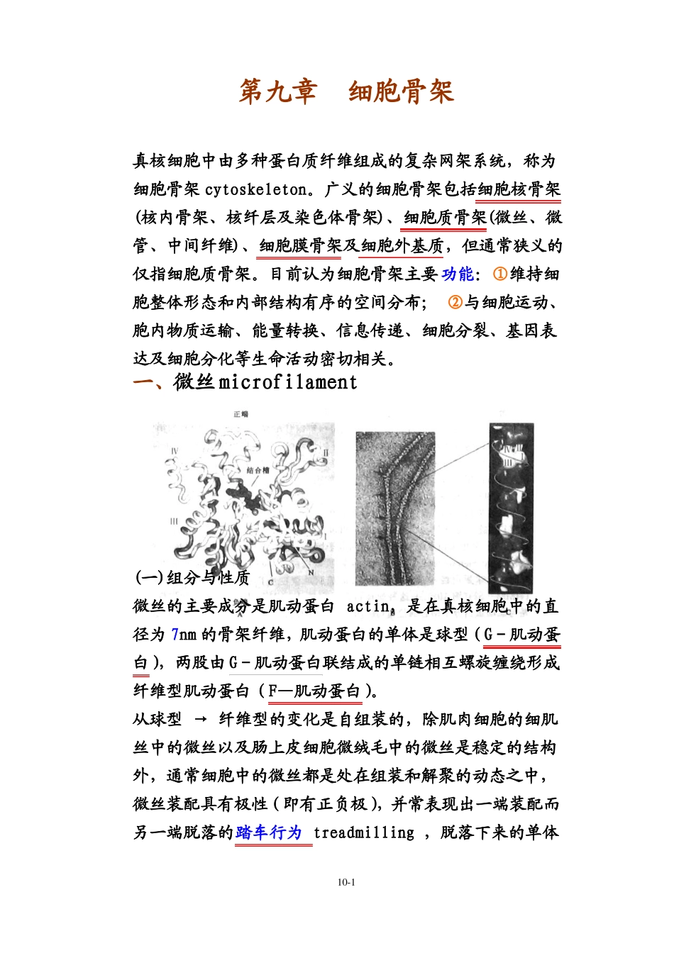 细胞生物学细胞骨架_第1页