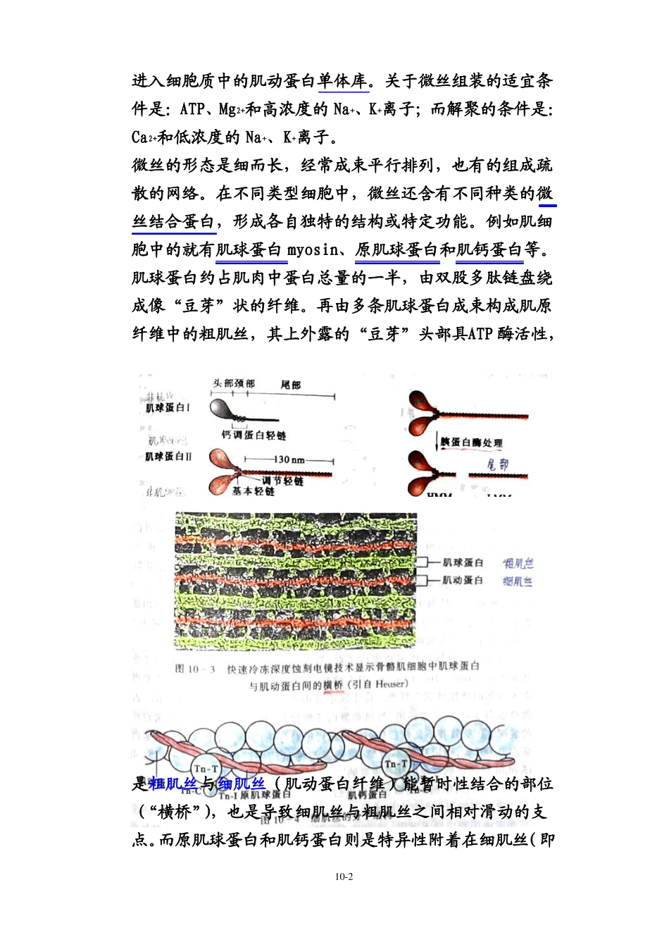 细胞生物学细胞骨架_第2页