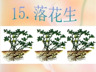 《落花生》课件