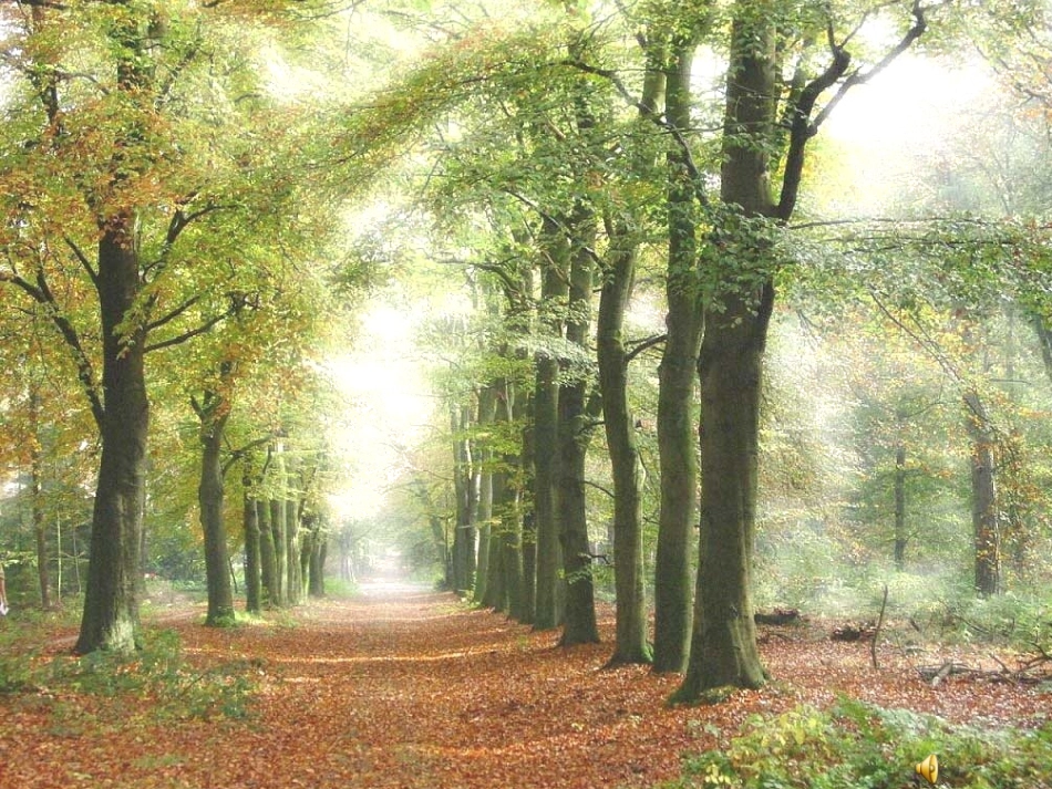 父亲、树林和鸟_第2页