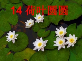 荷叶圆圆 ()