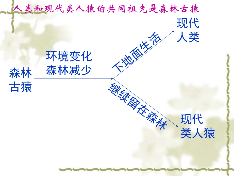 人类的起源和发展2_第2页