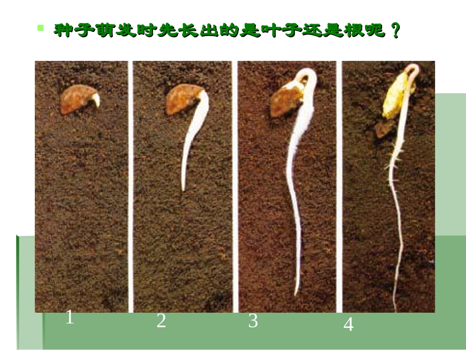 我们先看到了根_第1页