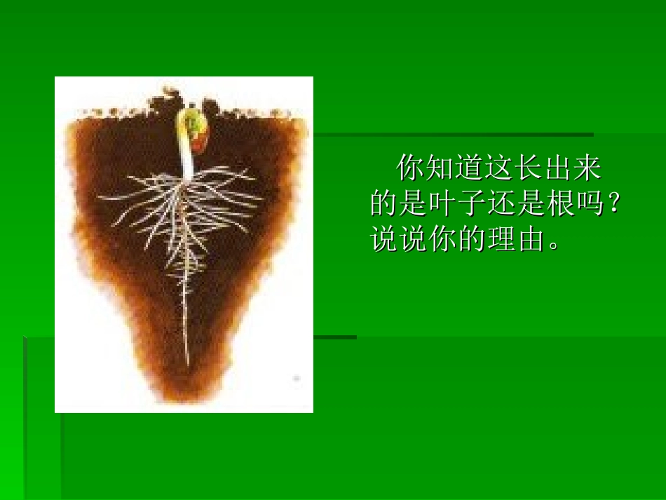 我们先看到了根_第2页