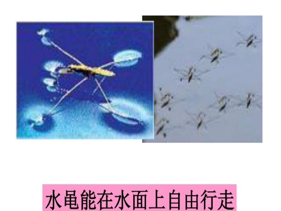 水面行走课件_第3页