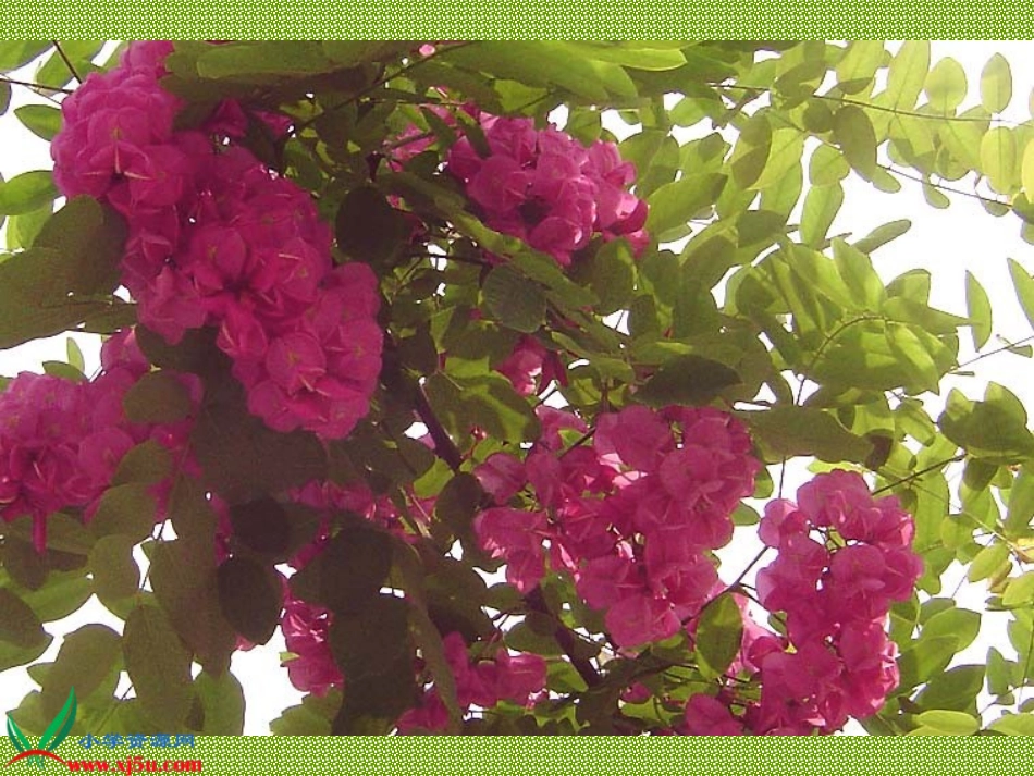 槐乡的孩子课件_第3页