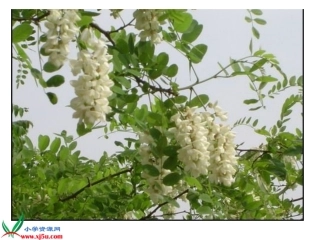 槐乡的孩子课件