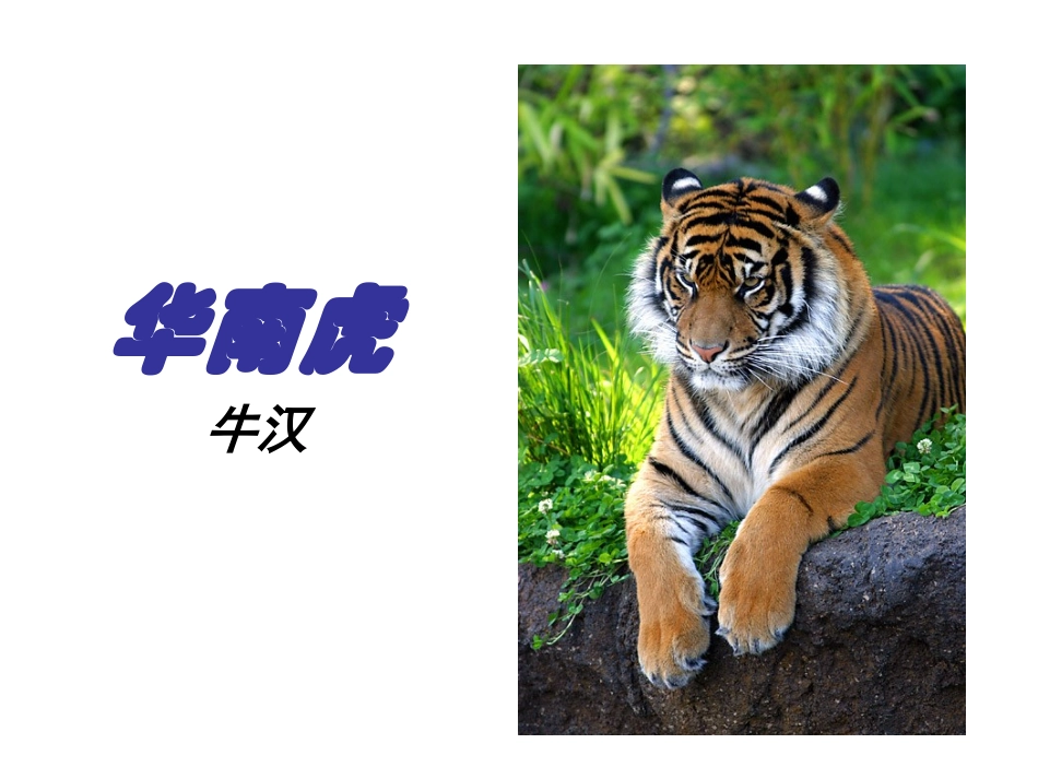 《华南虎》课件_第1页