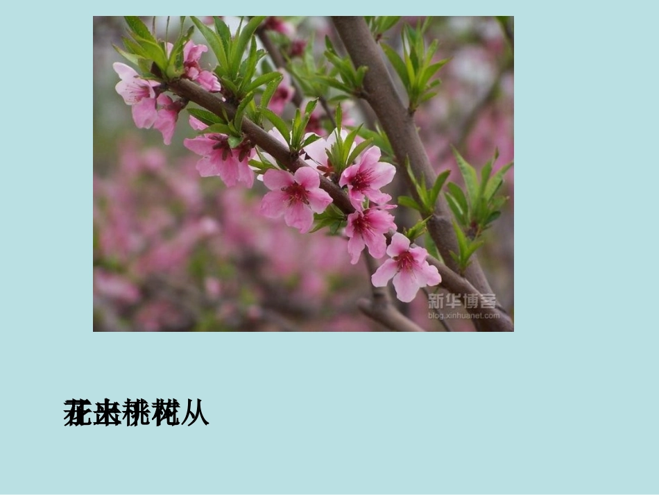 《我从哪里来》课件定稿_第3页