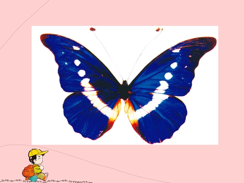 《折剪蝴蝶》PPT_第2页