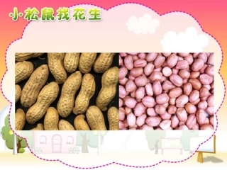 人教版小学一年级语文上册《小松鼠找花生》课件__郭萍__安丘市兴安街道白芬子小学