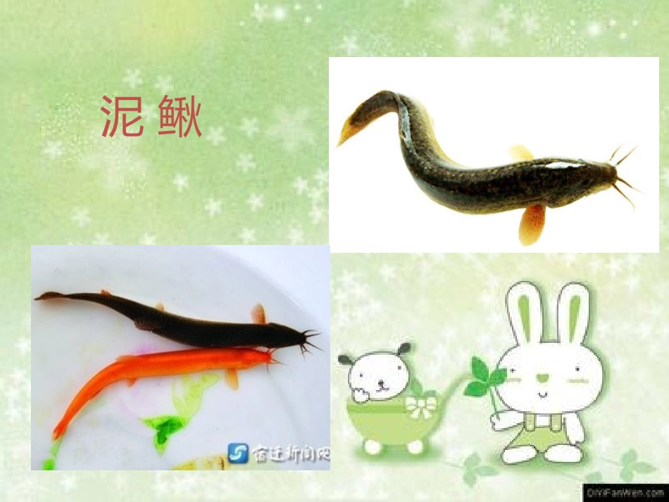 课件_《捉泥鳅》_音乐_马魁_第3页