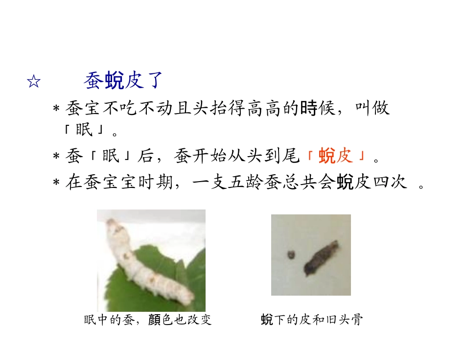 蚕的生长变化(好用)_第3页