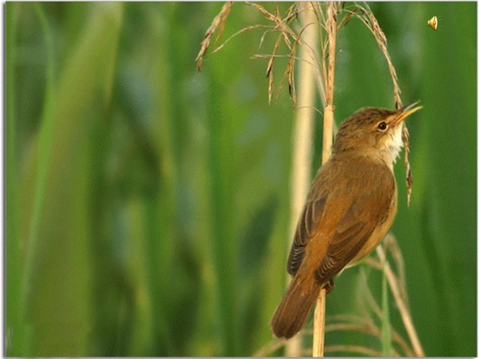 《珍珠鸟》课件_第1页
