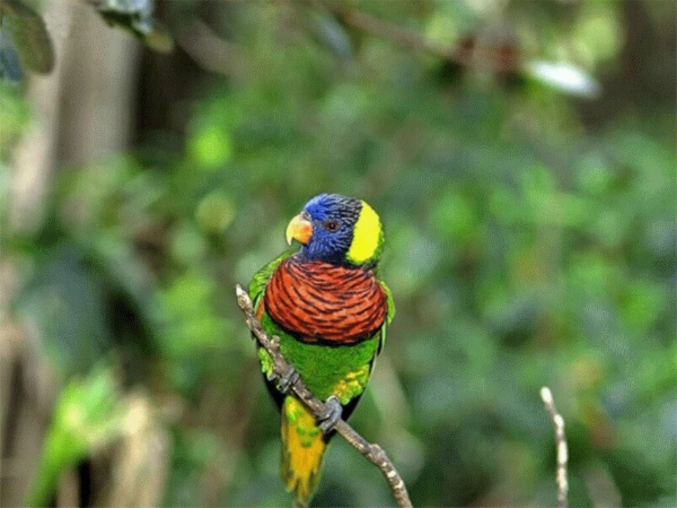 《珍珠鸟》课件_第2页