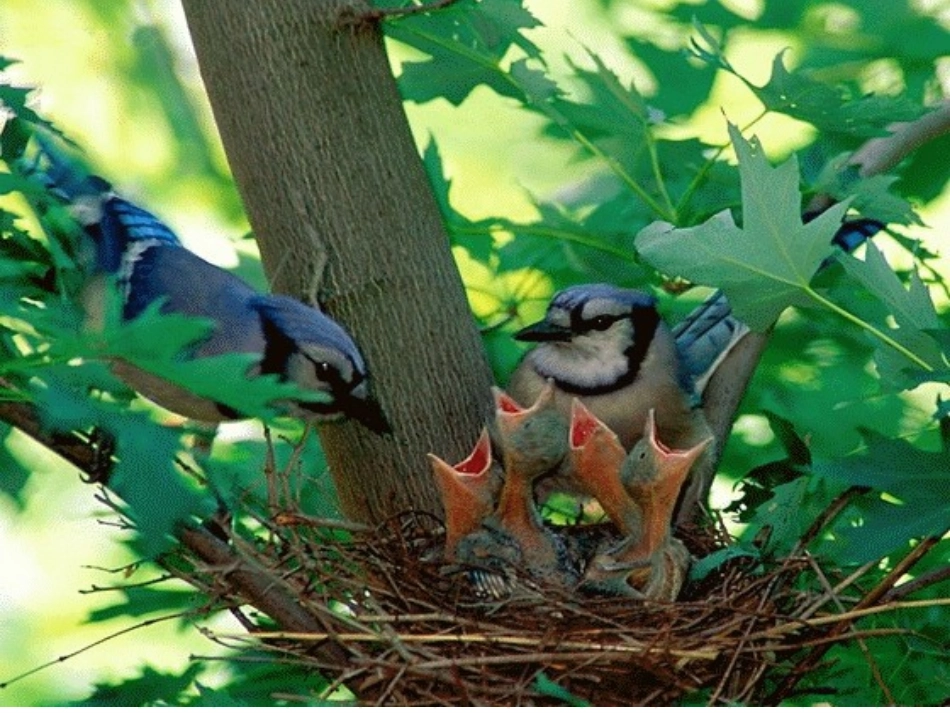 《珍珠鸟》课件_第3页