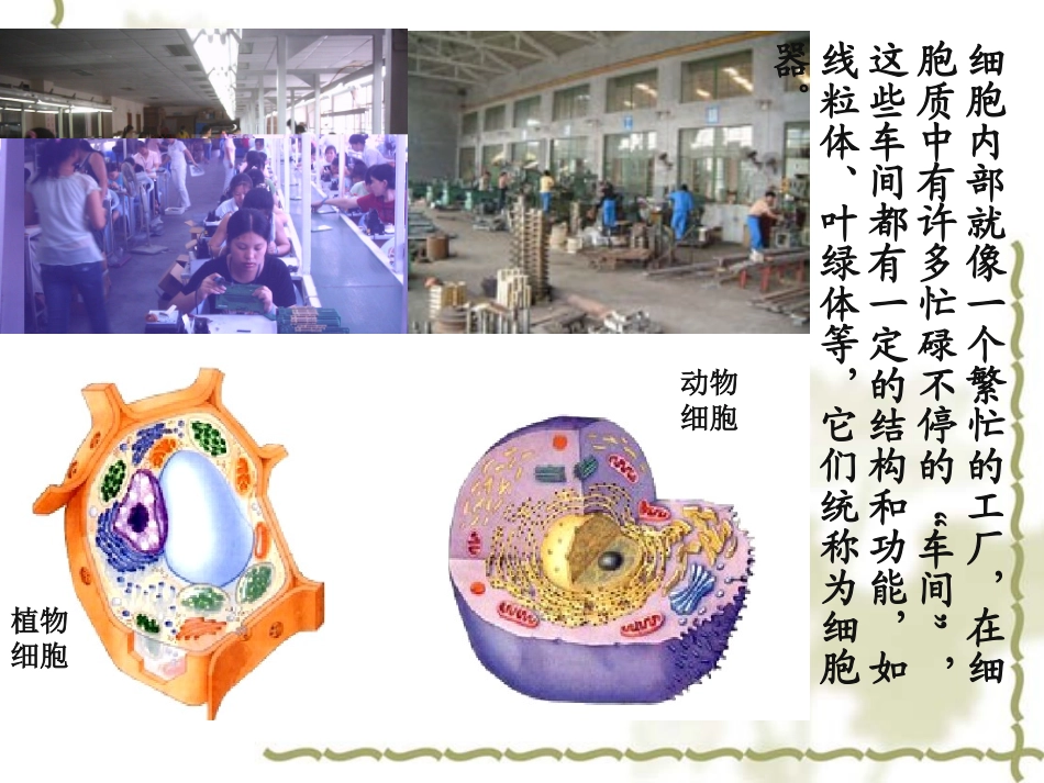 细胞器——系统内的分工_第2页