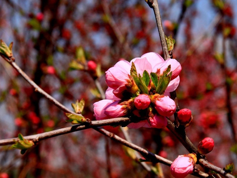 《美丽的小兴安岭》 (2)_第3页