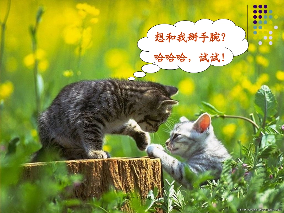 动物游戏之谜1上课用_第1页