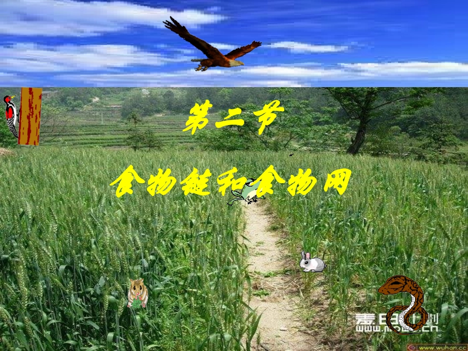 教科版科学五下《食物链和食物网》课件_第2页