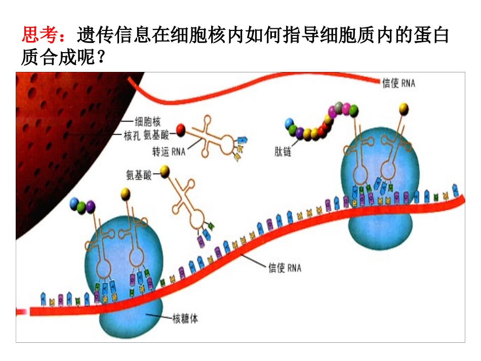 遗传信息的翻译_第2页