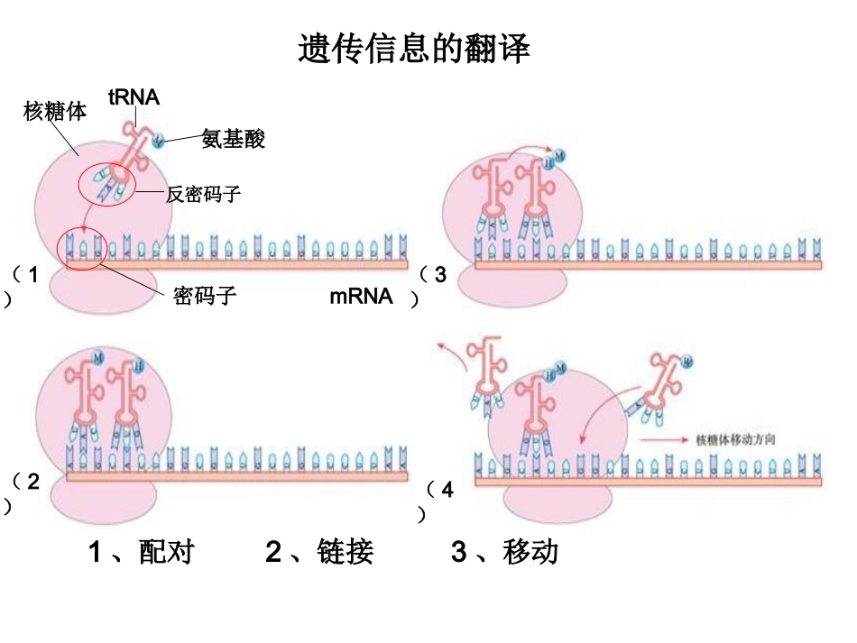 遗传信息的翻译_第3页